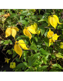 Clematis Little Lemons (3 and 4.5lt)