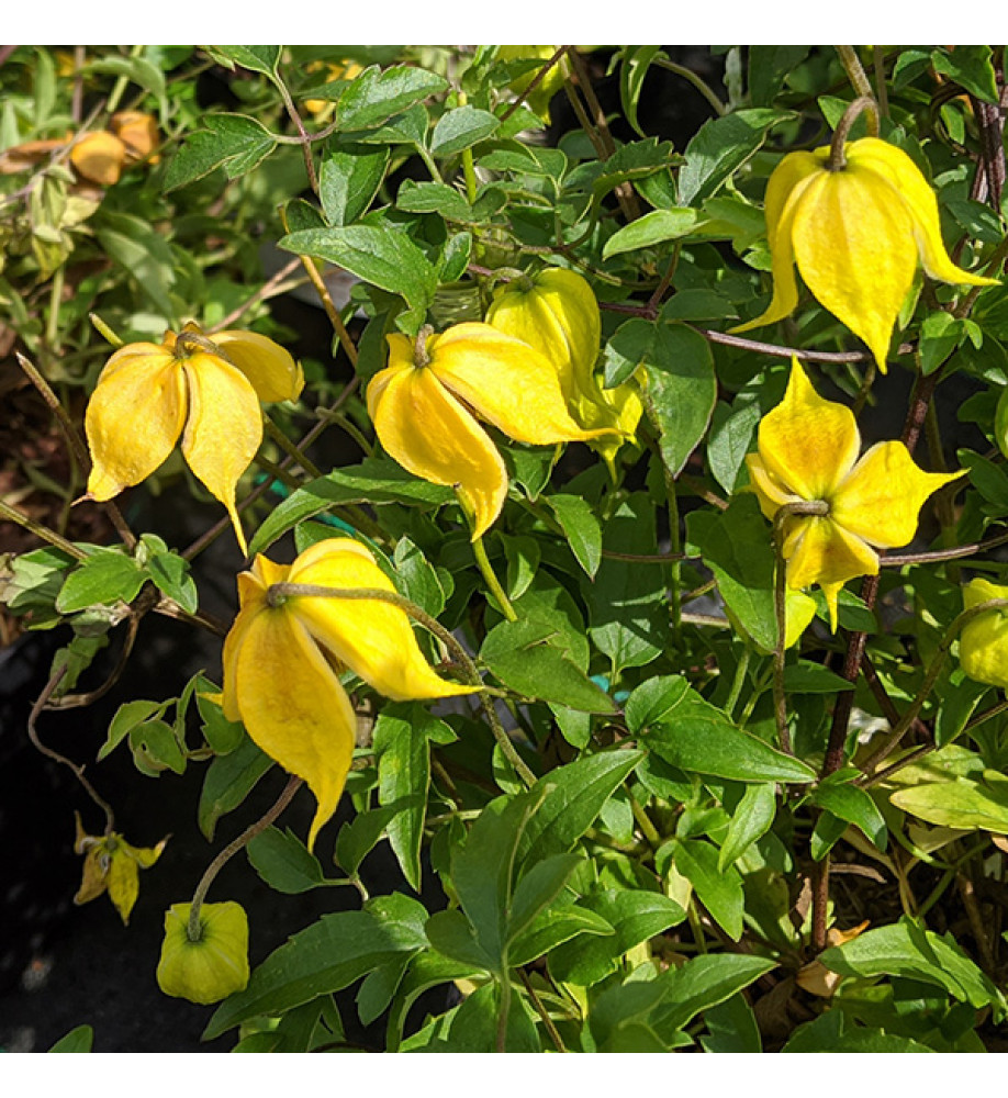 Clematis Little Lemons (3 and 4.5lt)