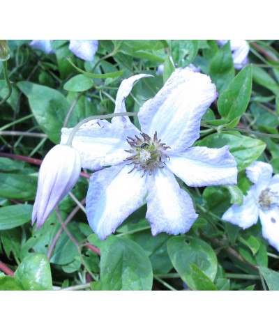 Clematis viticella Little Nell (2lt)