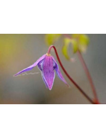 Clematis macropetala (3lt)