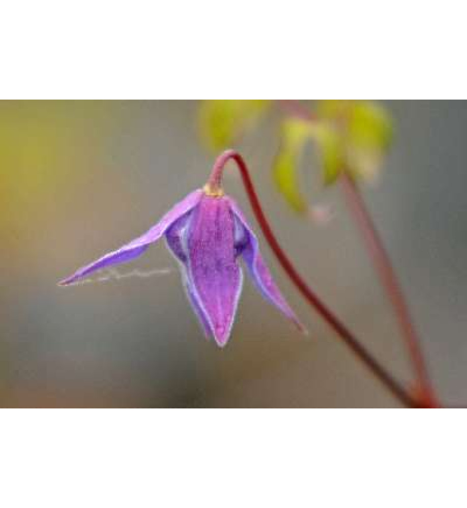 Clematis macropetala (3lt)