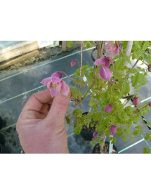 Clematis alpina Markham's Pink (2lt)