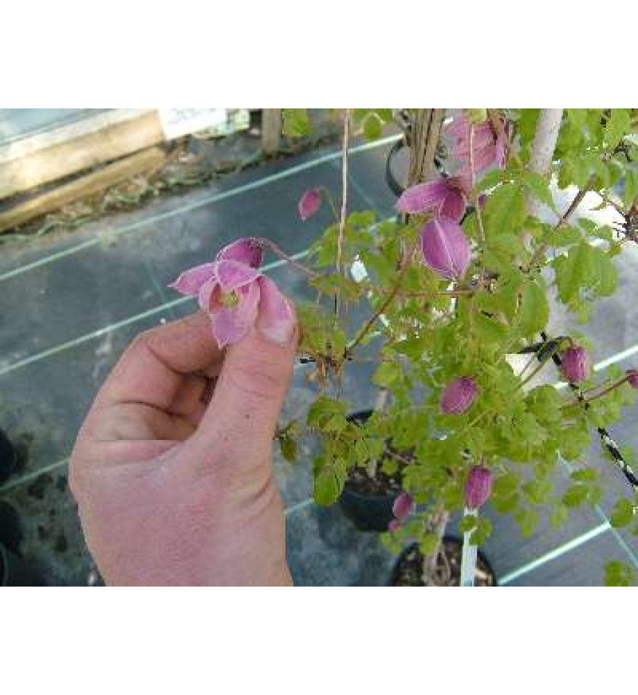 Clematis alpina Markham's Pink (2lt)