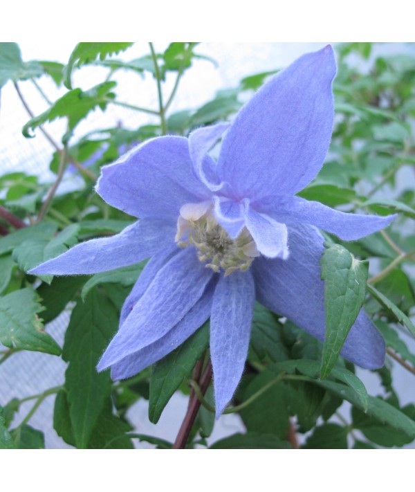 Clematis macropetala Wesselton (3lt) Clematis macropetala Wesselton (3lt)