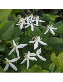 Clematis terniflora var. mandshurica (2lt)
