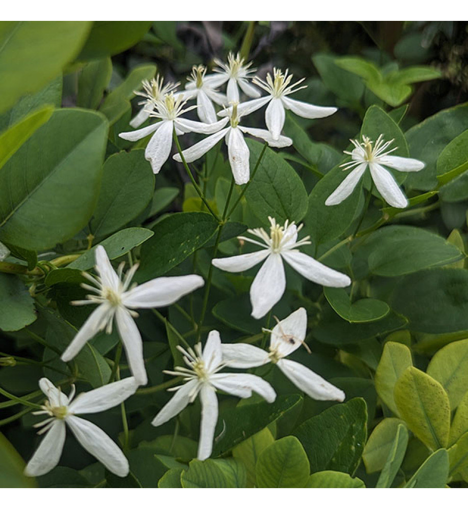 Clematis terniflora var. mandshurica (2lt)