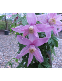 Clematis alpina Markham's Pink (2lt)