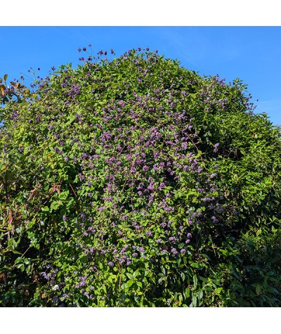 Clematis viticella Mary Rose (3lt)