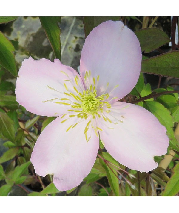 Clematis montana Elizabeth (7lt)