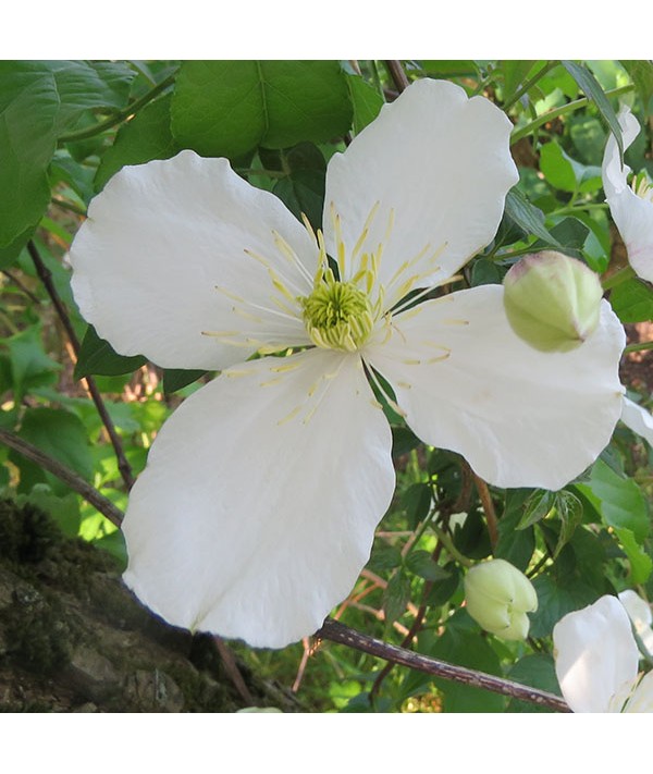 Clematis montana grandiflora (2lt) Clematis montana grandiflora (2lt)