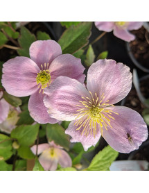 Clematis montana Mayleen (2lt)