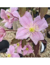 Clematis montana Mayleen (2lt)
