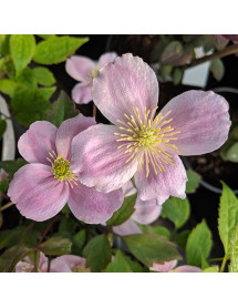 Clematis montana Mayleen (2lt)