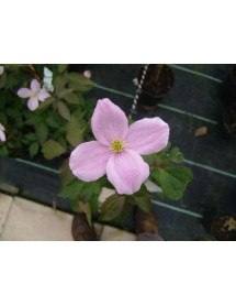 Clematis montana rubens Pink Perfection (3lt)