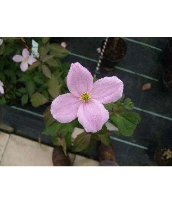 Clematis montana rubens Pink Perfection (3lt)