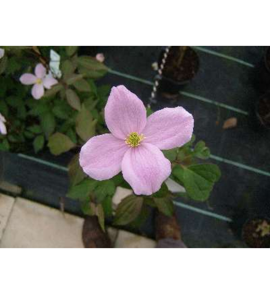 Clematis montana rubens Pink Perfection (3lt)