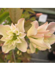 Clematis montana Primrose Star (2lt)