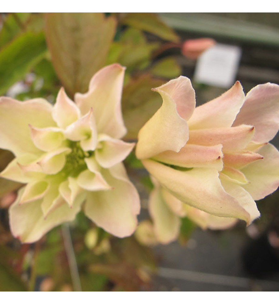 Clematis montana Primrose Star (2lt)