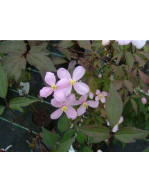 Clematis montana rubens (2lt)