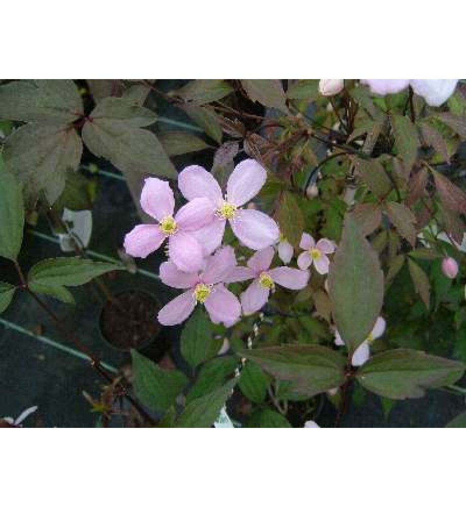 Clematis montana rubens (2lt)