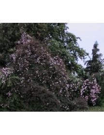 Clematis montana rubens (2lt)