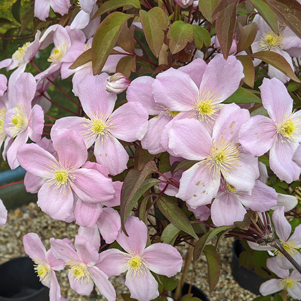 Clematis montana rubens Tetrarose (2lt)