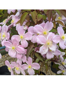 Clematis montana rubens Tetrarose (2lt)