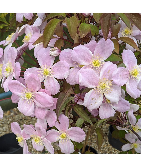 Clematis montana rubens Tetrarose (2lt) Clematis montana rubens Tetrarose (2lt)