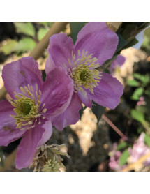 Clematis montana rubens Tetrarose (2lt)