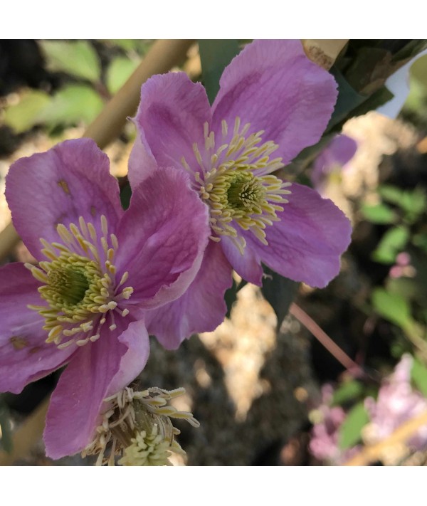 Clematis montana rubens Tetrarose (2lt) Clematis montana rubens Tetrarose (2lt)