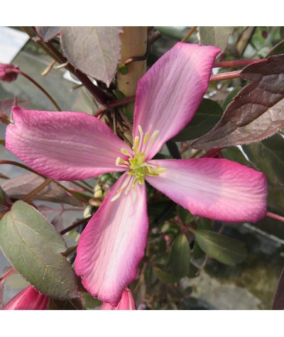 Clematis montana Warwickshire Rose (3lt)
