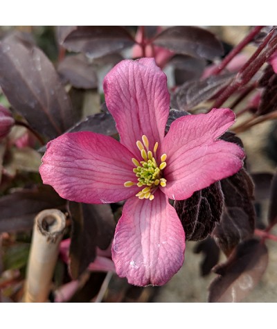 Clematis montana Warwickshire Rose (2lt)