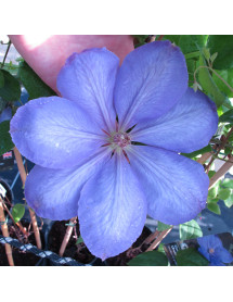 Clematis Mrs Cholmondley (3lt)
