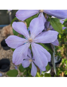 Clematis Mrs Cholmondley (3lt)
