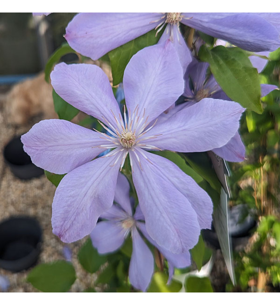 Clematis Mrs Cholmondley (3lt)