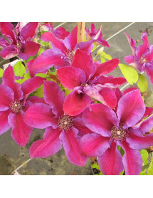 Clematis Mrs N. Thompson (3lt)