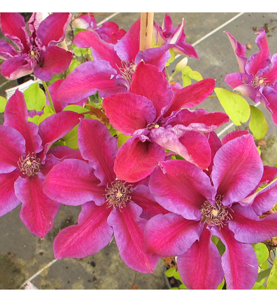 Clematis Mrs N. Thompson (3lt)