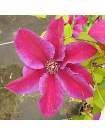 Clematis Mrs N. Thompson (3lt)