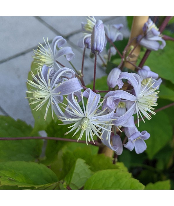 Clematis Mrs Robert Brydon (7lt)