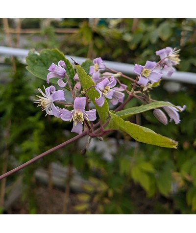 Clematis Mrs Robert Brydon (7lt)