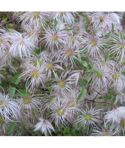 Clematis My Angel (tangutica) (2lt)