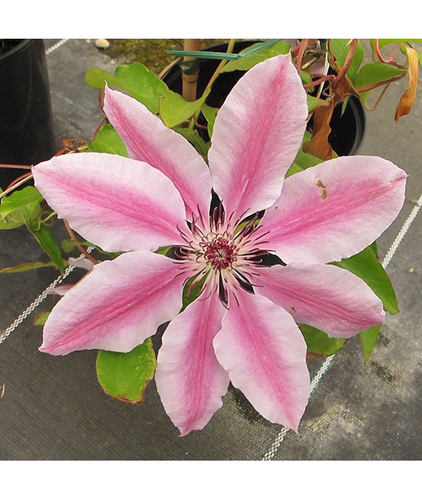 Clematis Nelly Moser  (2lt)