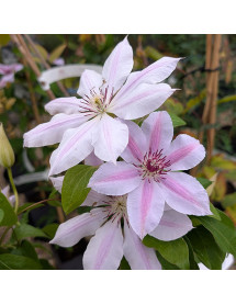 Clematis Nelly Moser  (2lt)