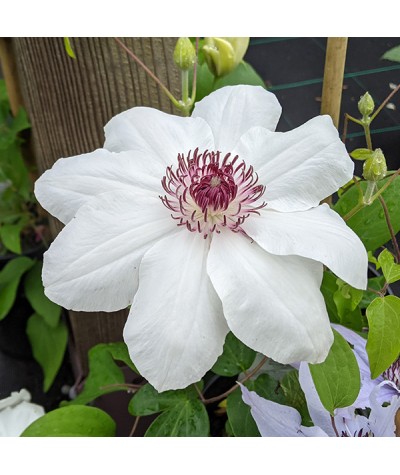 Clematis Ninon (Evipo052) (2lt)