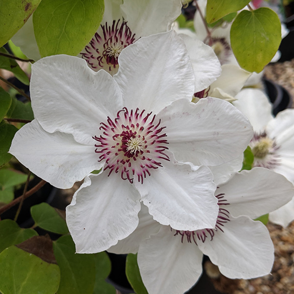 Clematis Ninon (Evipo052) (2lt)