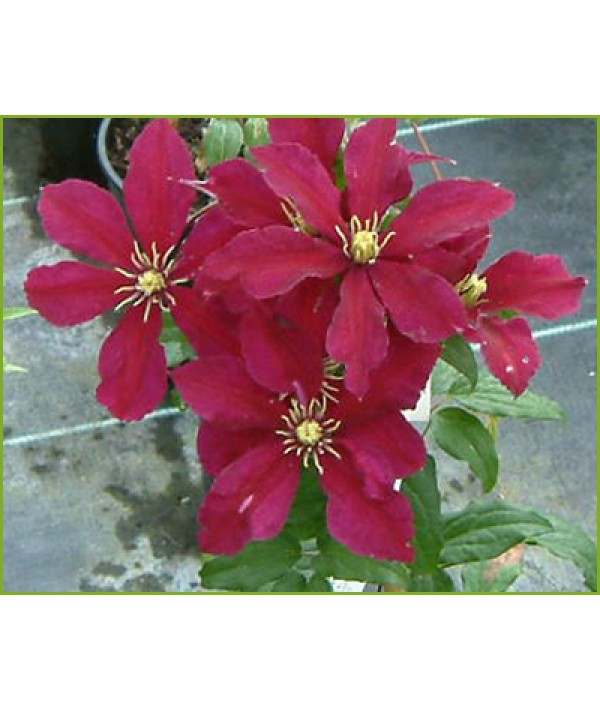 Clematis Niobe (2lt)