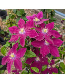 Clematis Niobe (2lt)
