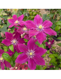 Clematis Niobe (3lt)