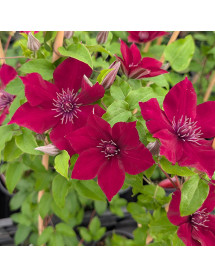 Clematis Nubia (Evipo079)  (2lt)