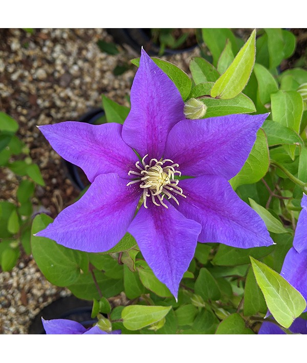 Clematis Olympia (2lt)